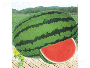 ��������-���ϷN��-��̩�_