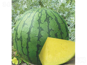 ���m����-���ϷN��-��̩�_