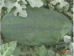 �������������-���ϷN��-��̩�_