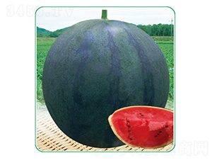 ���_3̖-���ϷN��-��̩�_