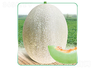 �y��11̖-��ϷN��-��̩�_