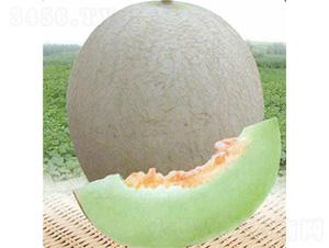 �y��3̖���-��ϷN��-��̩�_