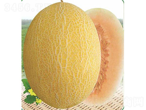 �¿�һ̖���-��ϷN��-��̩�_