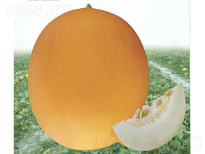 �¼t�����-��ϷN��-��̩�_