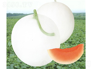 ��t��2̖���-��ϷN��-��̩�_