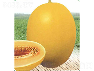 �ļ���t���-��ϷN��-��̩�_