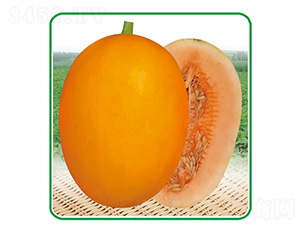 �ļ���t��̖-��ϷN��-��̩�_