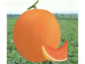 �M��t���-��ϷN��-��̩�_(d��)