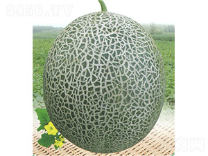 �G����̖(h��o)���-��ϷN��-��̩�_(d��)