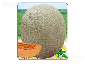 �t��һ̖(h��o)-��ϷN��-��̩�_(d��)