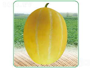 ����һƷ-��ϷN��-��̩�_(d��)