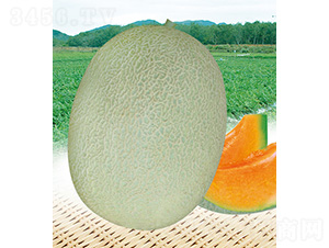 ��t�ی����-��ϷN��-��̩�_(d��)