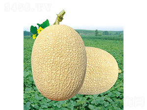 ��̩�����-��ϷN��-��̩�_(d��)