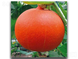 �t����-�ϹϷN��-�մ��r(n��ng)�I(y��)