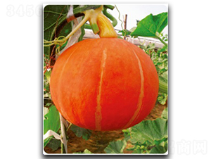 �t��-�ϹϷN��-�մ��r(n��ng)�I(y��)