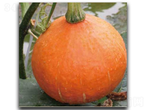 �t����-�ϹϷN��-�մ��r(n��ng)�I(y��)