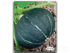 ������-�ϹϷN��-�մ��r(n��ng)�I(y��)