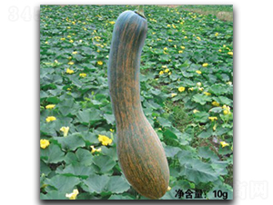 �����Lβ-�ϹϷN��-�մ��r(n��ng)�I(y��)