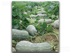 ������̖(h��o)-�ϹϷN��-�մ��r(n��ng)�I(y��)