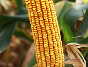 ��1001-���׷N��-���r(n��ng)�N�I(y��)