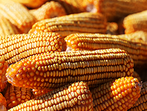 ��10�־���968-���׷N��-���r(n��ng)�N�I(y��)