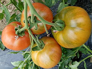 ���071���ž��G������-���ѷN��-�մ��r(n��ng)�I(y��)