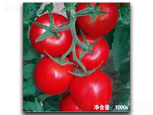 �Z��1526-���ѷN��-�մ��r(n��ng)�I(y��)