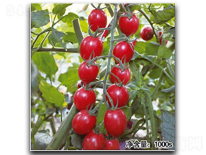 QQ���@-���ѷN��-�մ��r(n��ng)�I(y��)