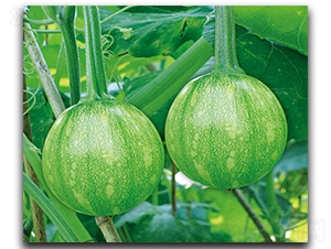 �����烞(y��u)��-�����J�N��-����N��