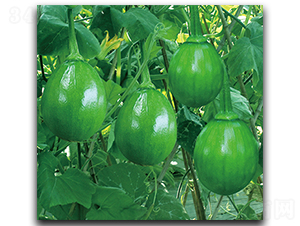 �����紺����-�����J�N��-����N��