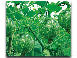 �����������Ϲ�-�ϹϷN��-����N��