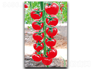 ����A(y��)-9-���ѷN��-����N��