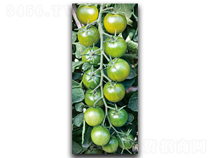 �ᭇ-���ѷN��-����N��