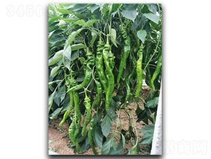 ����һ��-�����N��-����N��