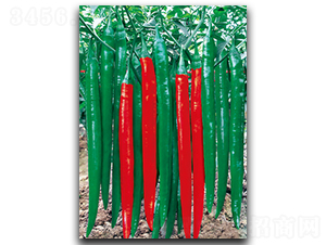 ��������317-�����N��-����N��