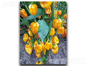 ����ħ��311-�����N��-����N��