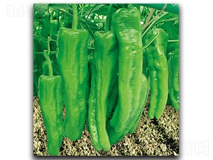 ����S9099-�����N��-����N��