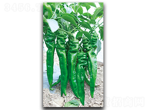 ��˹��-�����N��-����N��