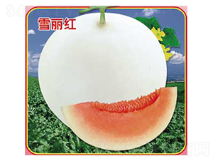 ѩ���t-��ϷN��-�s�S�N�I(y��)