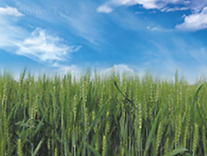 �¶�32-С���N��-��ʥ�̷N�I(y��)