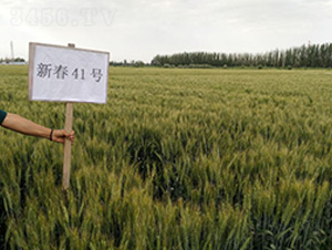 �´�41̖-С���N��-��ʥ�̷N�I(y��)