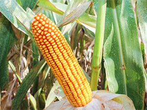 ����84-���׷N��-��ʥ�̷N�I(y��)