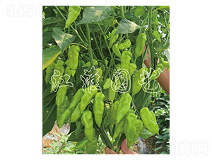 ������-�����N��-�����@ˇ