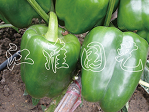 ����-�����N��-�����@ˇ