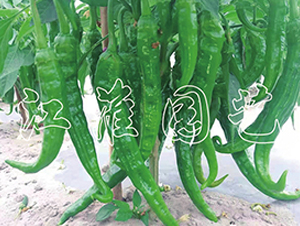 JYSL19-46-�����N��-�����@ˇ