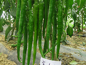 ���S602-�����N��-�����@ˇ