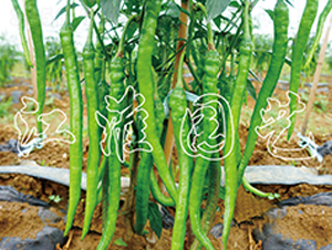 �L�S-�����N��-�����@ˇ