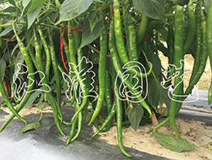 ����5̖(h��o)-�����N��-�����@ˇ