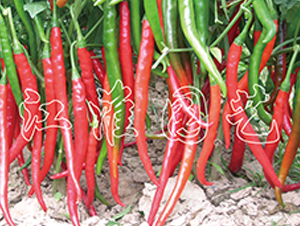 �����t��1̖(h��o)-�����N��-�����@ˇ