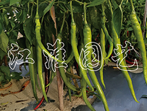 JYSL20-35-�����N��-�����@ˇ